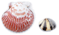 Shells and stuff