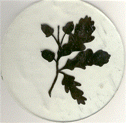 Rampant Oak Leaves Clear Glass Medallion