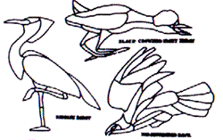Suncatcher patterns - Audubon's Birds (D-75)